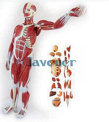 Human Anatomical Most Muscular Pose + Visceral Organ Anatomy Medical Model