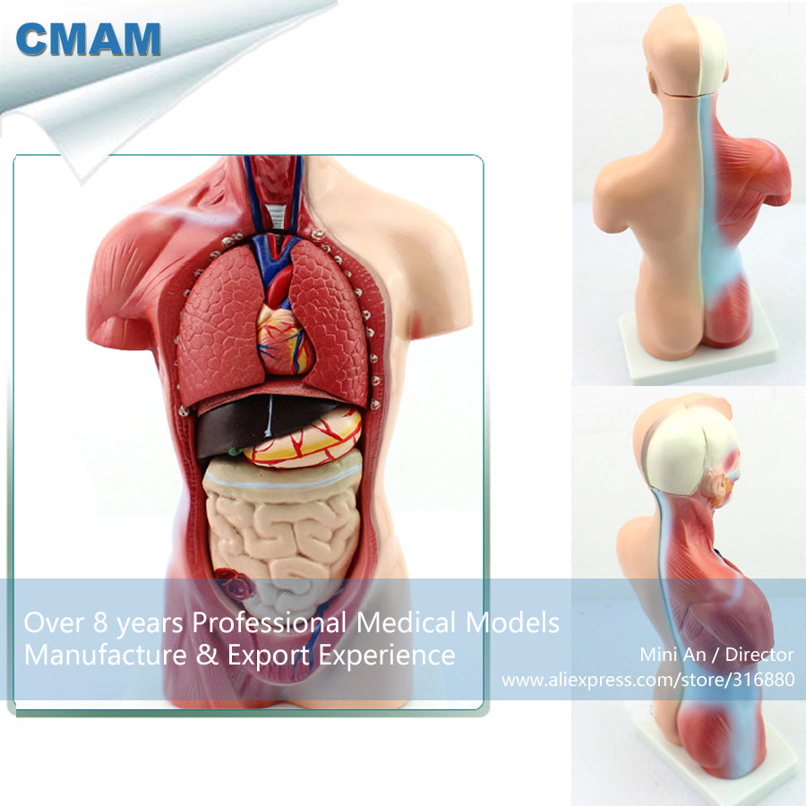 12022 CMAM-TORSO11 Educational 25cm Mini Torso 15parts Anatomy Model,  Medical Science Educational Teaching Anatomical Models