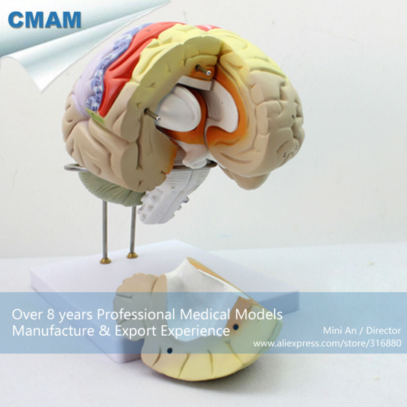 12406 CMAM-BRAIN08 Advanced Medical Usage 2X Life-size Brain  Anatomical Model in 4 Part, Anatomy Models > Brain Models