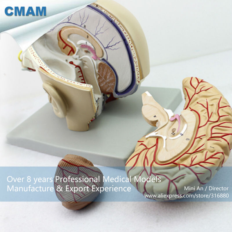 12401 CMAM-BRAIN04 Section of Head with Brain, 4-Parts, Anatomy Models > Brain Models