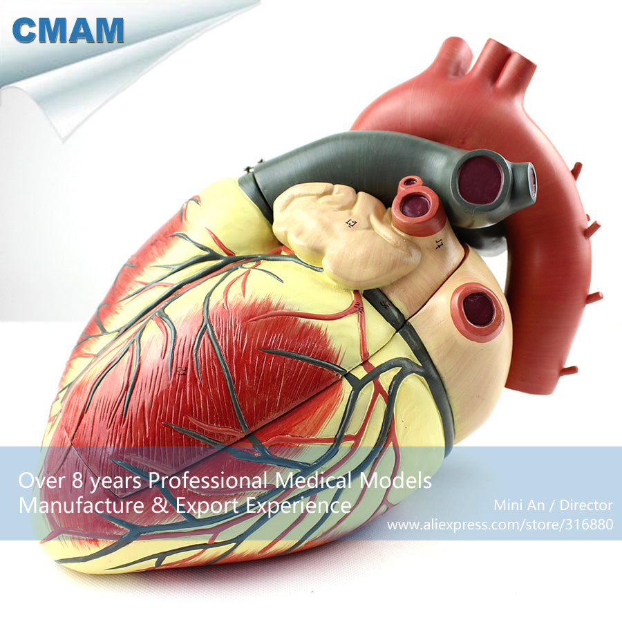 12485 CMAM-HEART09 Numbered Human Heart Anatomy w/ 3 parts Movable ,Medical Science Educational Teaching Anatomical Models