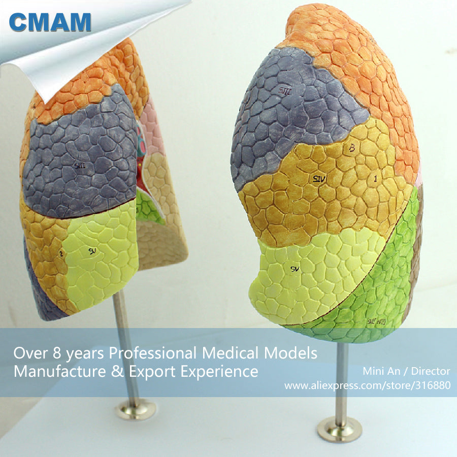 12500 CMAM-LUNG03 Life Size Segmental Lungs Anatomy Model, Medical Science Educational Teaching Anatomical Models