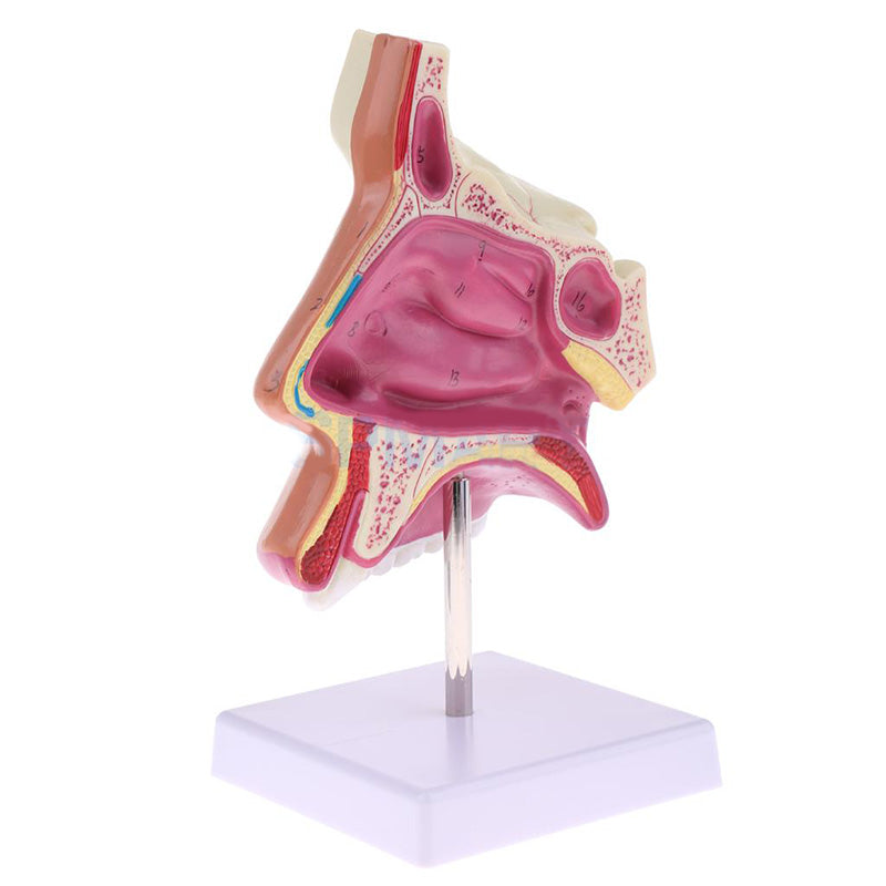 1:1 lifesize Setion of Human Nasal Cavity Nasal Bone and Cartilage Anatomy Study Model Medical teaching supplies
