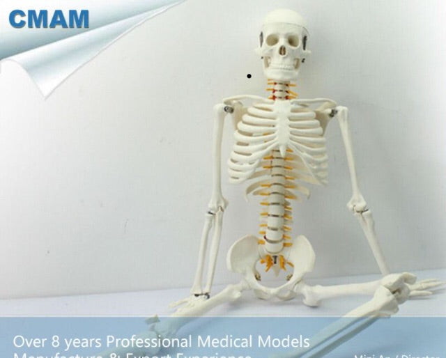 12365 CMAM-SKELETON05 Middle Skeleton  Model Spinal Nerves 85cm