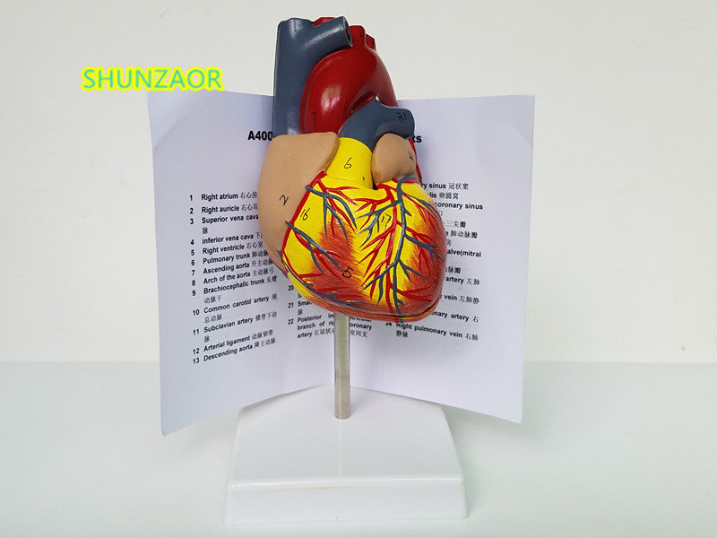 SHUNZAOR 1:1 Human Anatomical Heart Anatomy Viscera Medical Organ Model Emulational + Stand Medical Science Teaching Resources