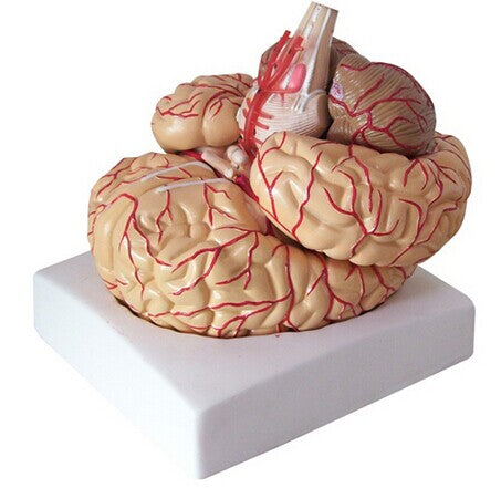 The human body big brain anatomy model free shipping brain model arteries