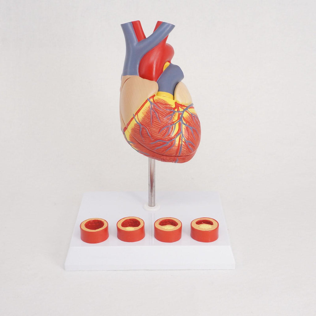 Life Size Human Heart Anatomy Model With 4 Stage Vascular Mounted on White Base Cardiac Learn