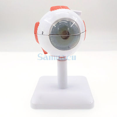 3X Life Size Ocular Anatomy Eyeball Model Enlargement Pupil Vision Correction for Medical Education School