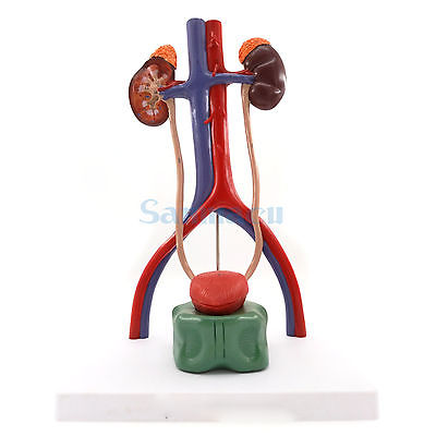 Three Dimensional Urinary System Model With Artery Vein Kidney Anatomy Medical