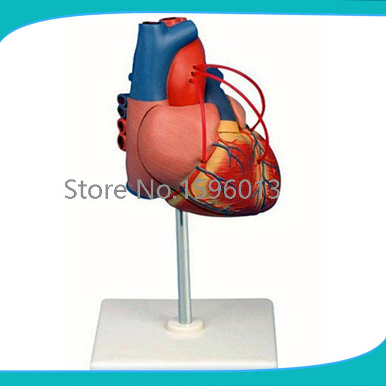 Human heart Bypass model,Heart bypass Surgery anatomical model