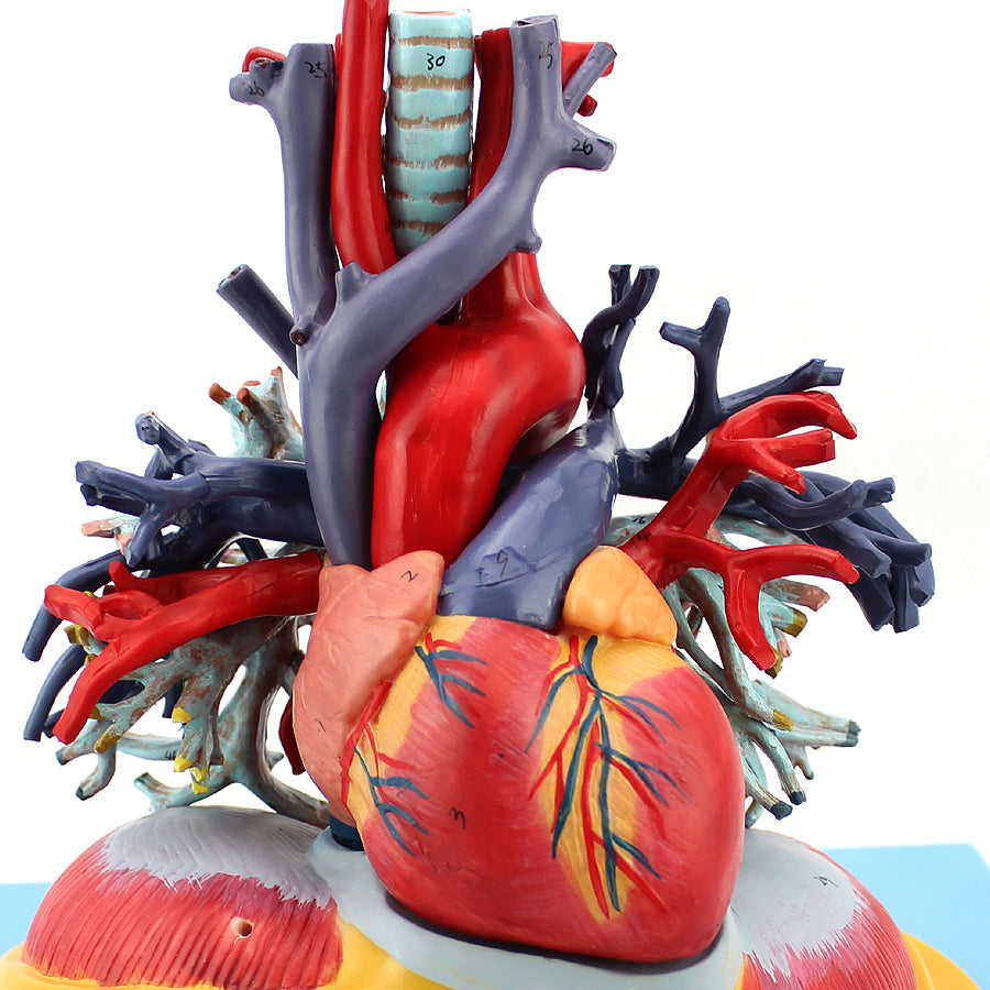 Anatomical Heart and Lung