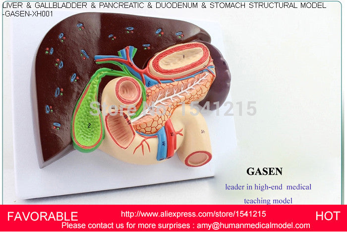 HEPATOBILIARY PANCREATIC TWELVE INTESTINES SECTION WHIPPLE GASEN-XH001 anatomical model