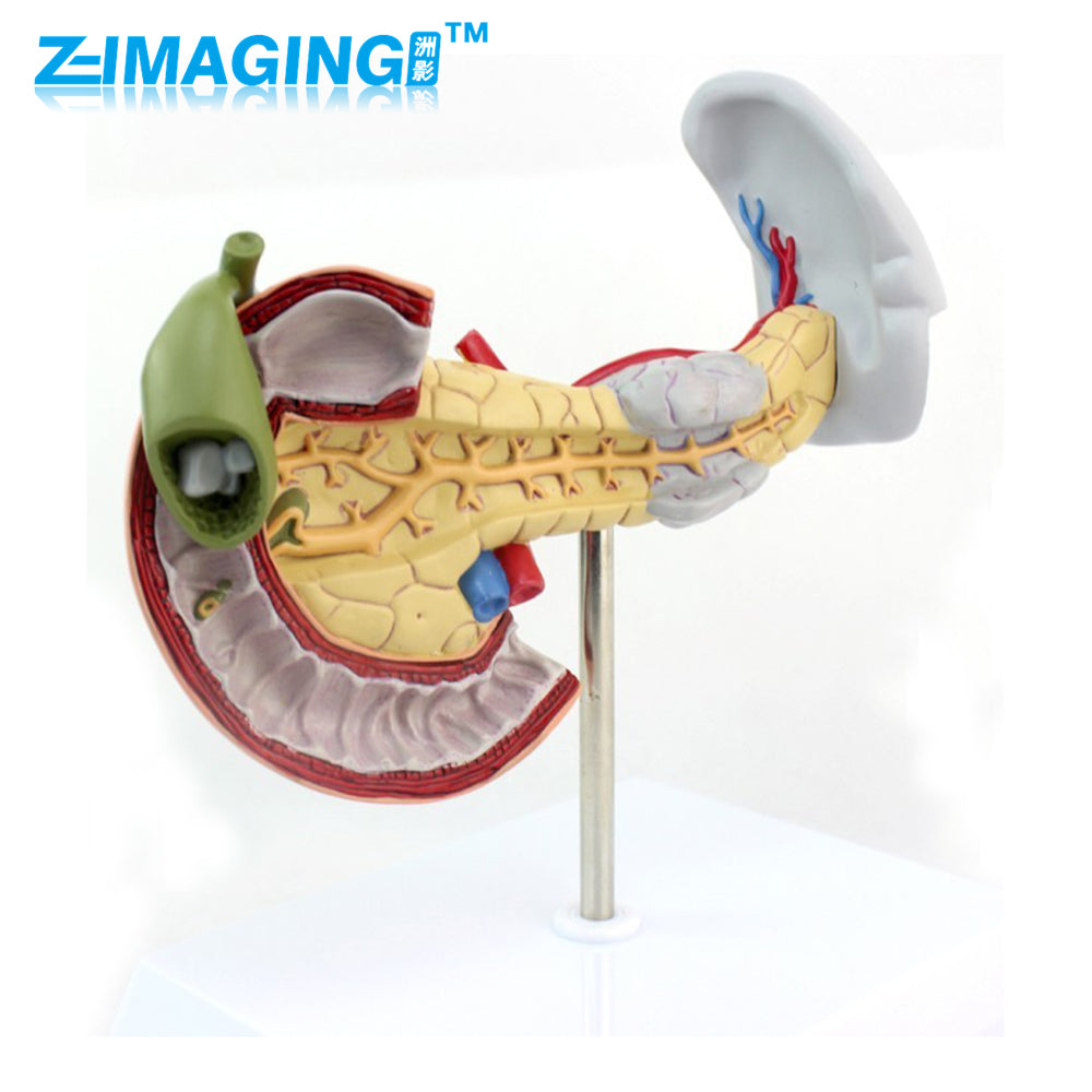 duodenum with pancreas, gallbladder for educating patients anatomical model
