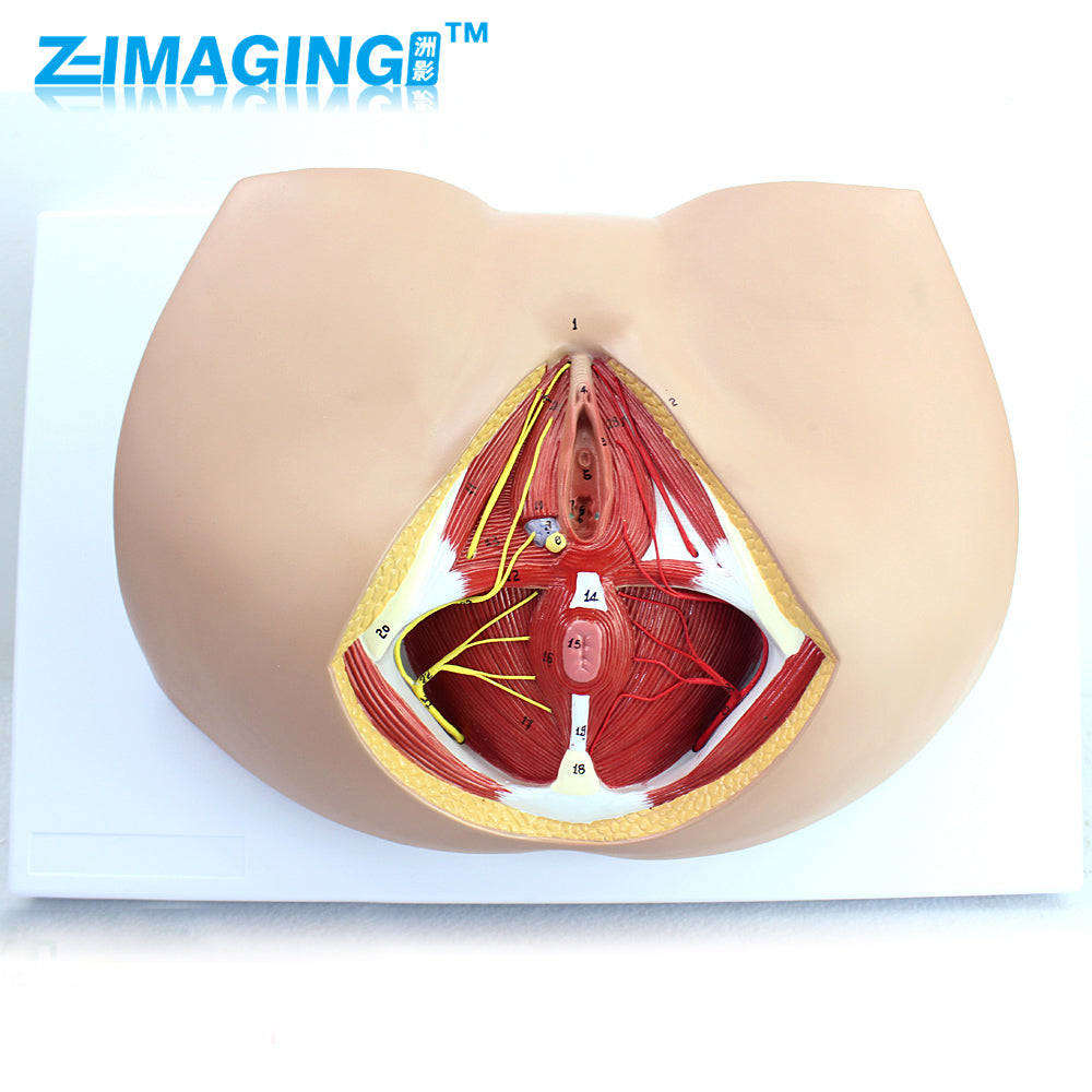 Male perineal neurovascular pelvic floor muscle anatomy model genitourinary anorectal general surgery teaching anatomy model
