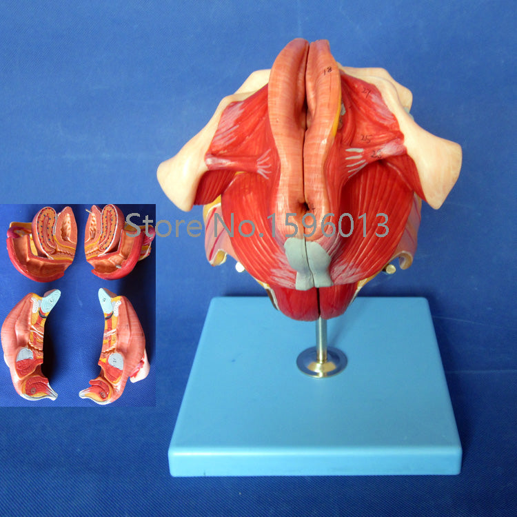 Female Genital Organs Model, Anatomy Genital structure model