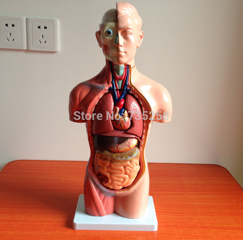 42CM Sexless Torso 18 Parts,The Human Body Anatomy Teaching Model
