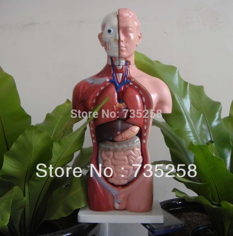 42CM Male Torso 13 Parts,The Human Body Anatomy Teaching Model