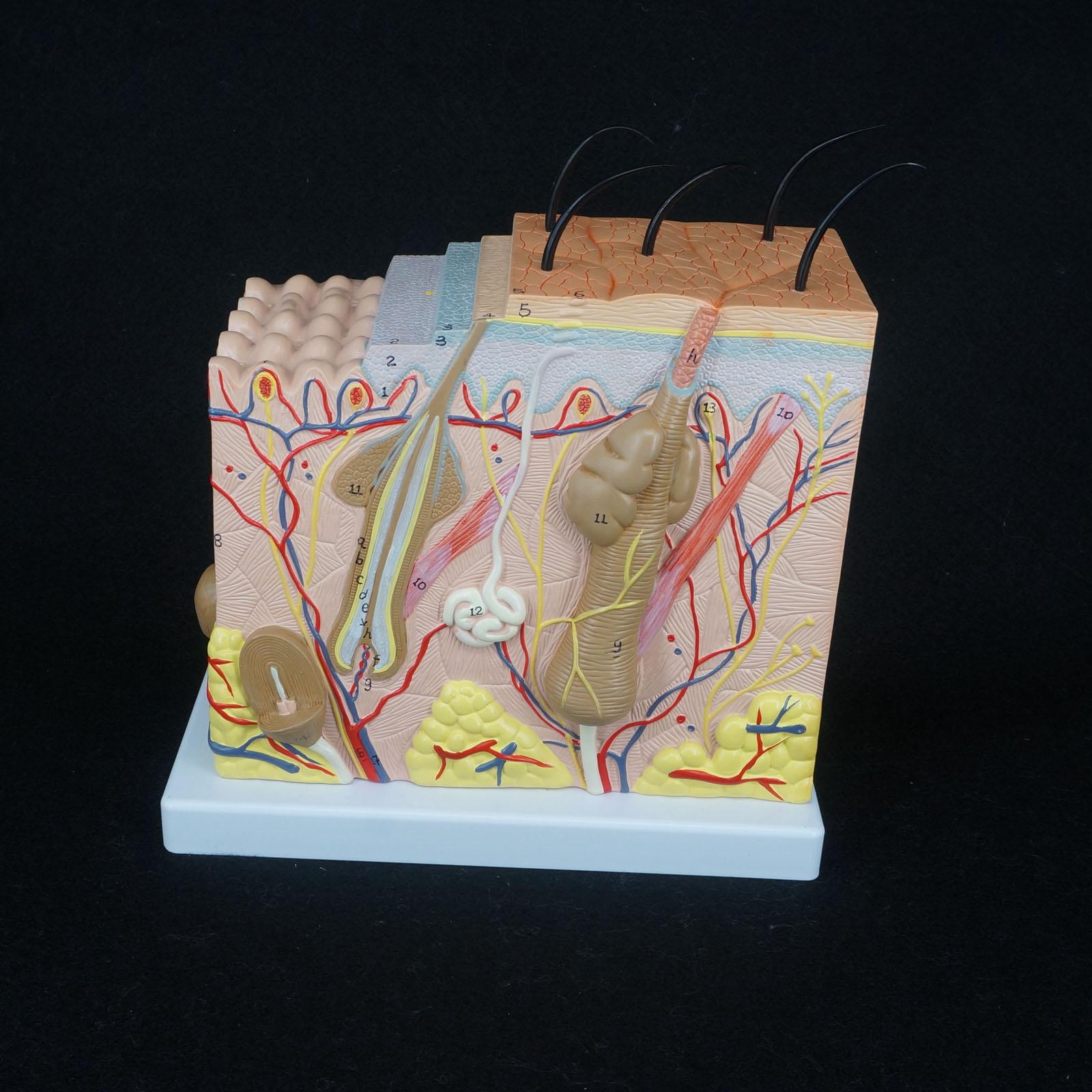 Anatomical Human Skin Block Model Medical Dermatology Dermatological A ...
