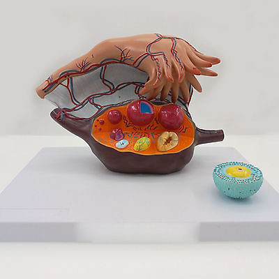 Female Enlarge Ovaries Structure Anatomy Model 3 Parts 5X Life Size Anatomy Pregnancy Models