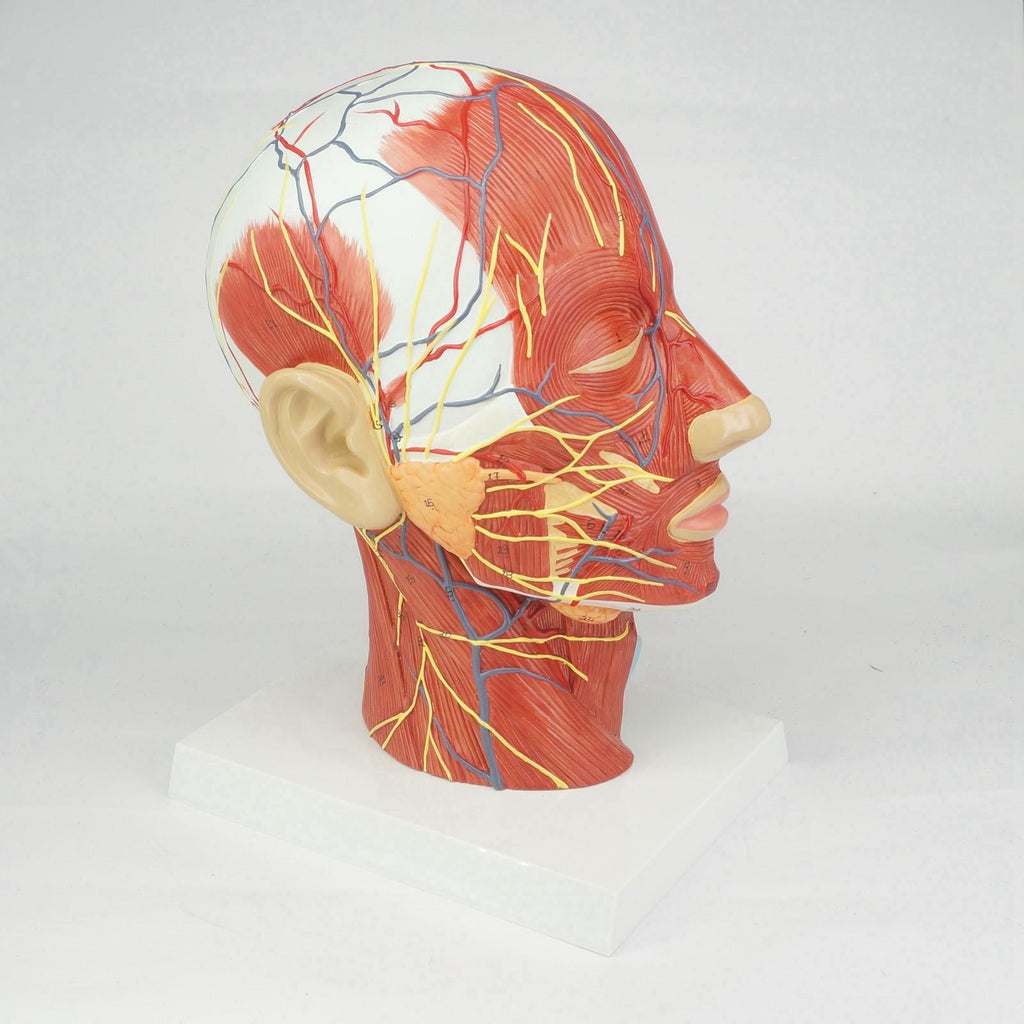 Median Section of Human Head & Neck Anatomical Model Medical Skeleton Anatomy Natural Life Size