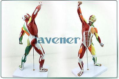 Mini Human Anatomical Most Muscular Pose Anatomy Medical Model Colours