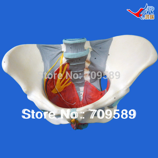Female ( pelvic floor muscles), Anatomy Pelvis Model