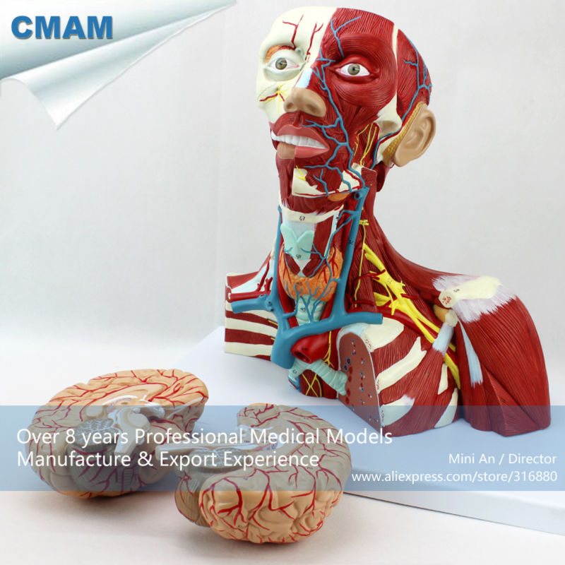 12310 CMAM-MUSCLE16 Medical Education Anatomical Neck Muscle Anatomy Model