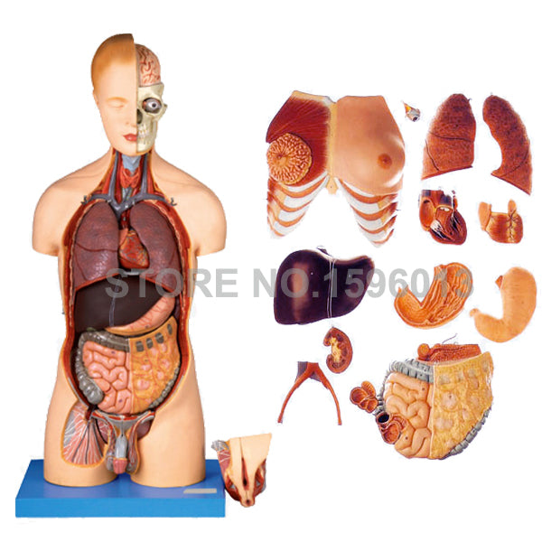 Anatomical Organ Torso