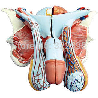 System model of male external genitalia genital anatomy of the human body model of family planning, mold