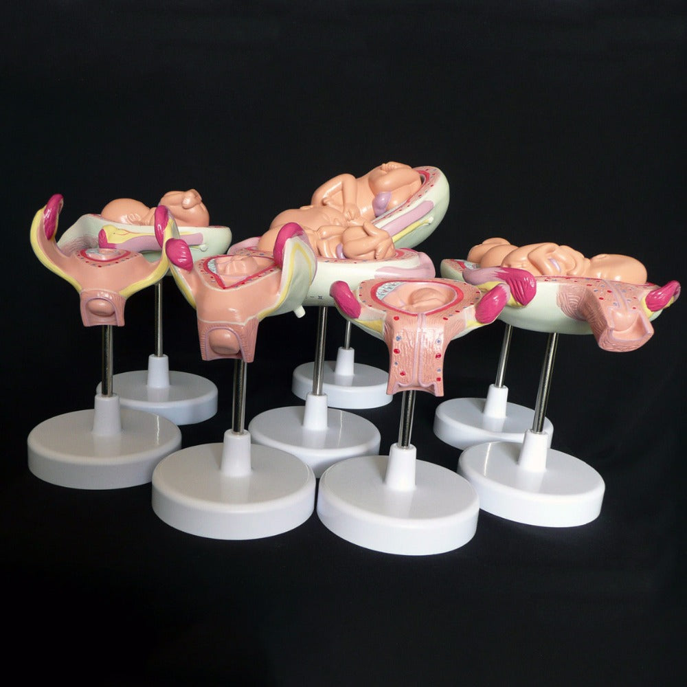 Anatomical Human Fetal Development Model - Baby Fetus Foetus Pregnancy Anatomy