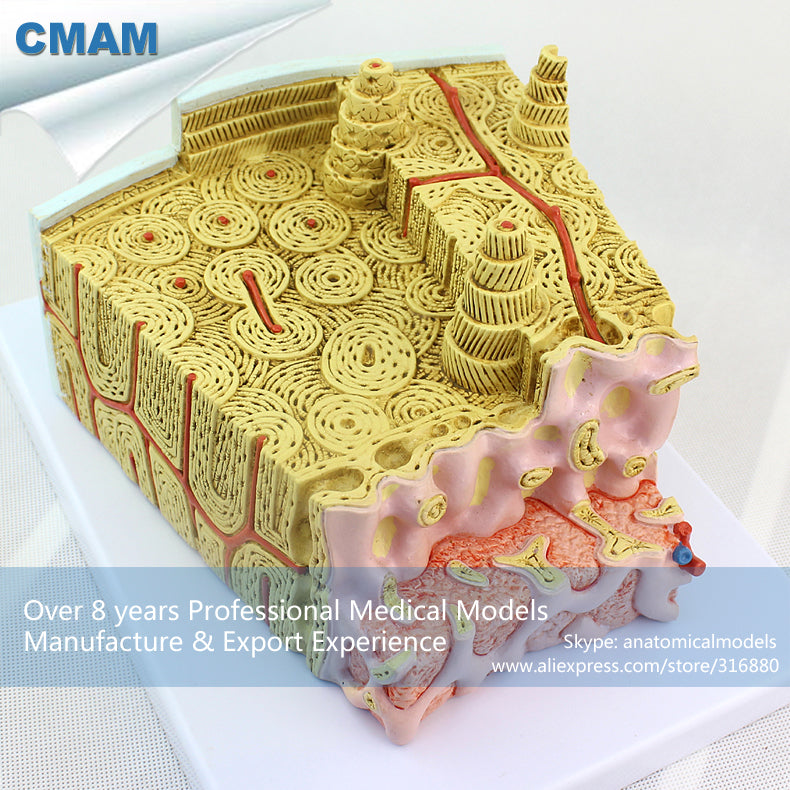 12356 CMAM-JOINT09 Microscopic Human Anatomical Bone Structure Enlarge Anatomy