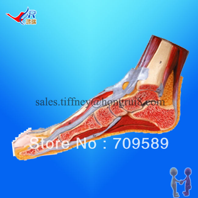 ISO Foot Anatomy  model, Anatomical Foot Model, Median Sagittal Section of Foot