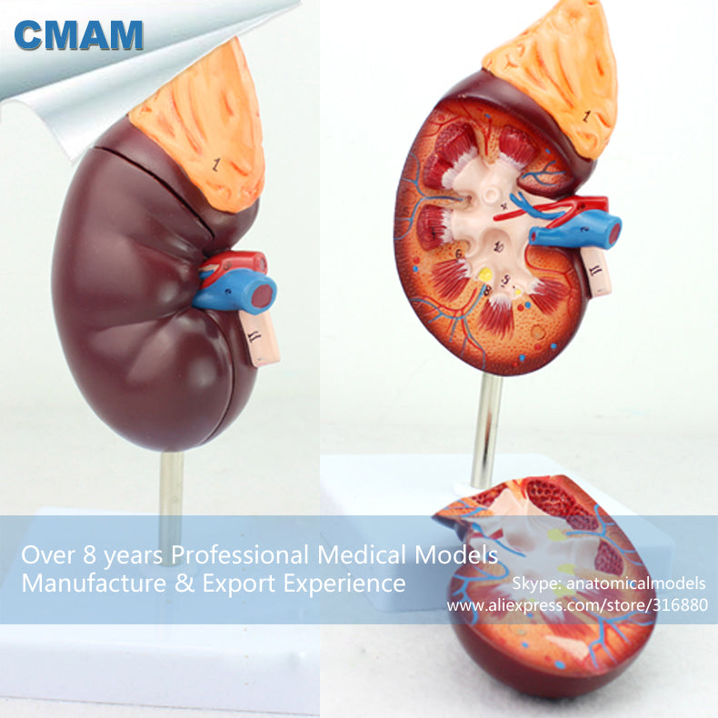 12434 CMAM-KIDNEY05 Normal Kidney Anatomy Model,2 Part, 1.5 time Enlarge Life Size, Anatomy Models > Urinary Models