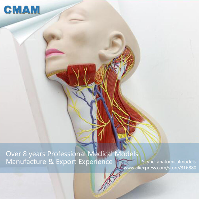 12418 CMAM-BRAIN20 Life Size Human Anatomy Nerves of Neck Region,  Medical Science Educational Teaching Anatomical Models