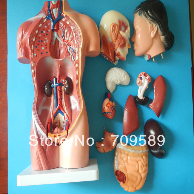 Human body model, anatomy female  torso model 42cm(15parts), female torso