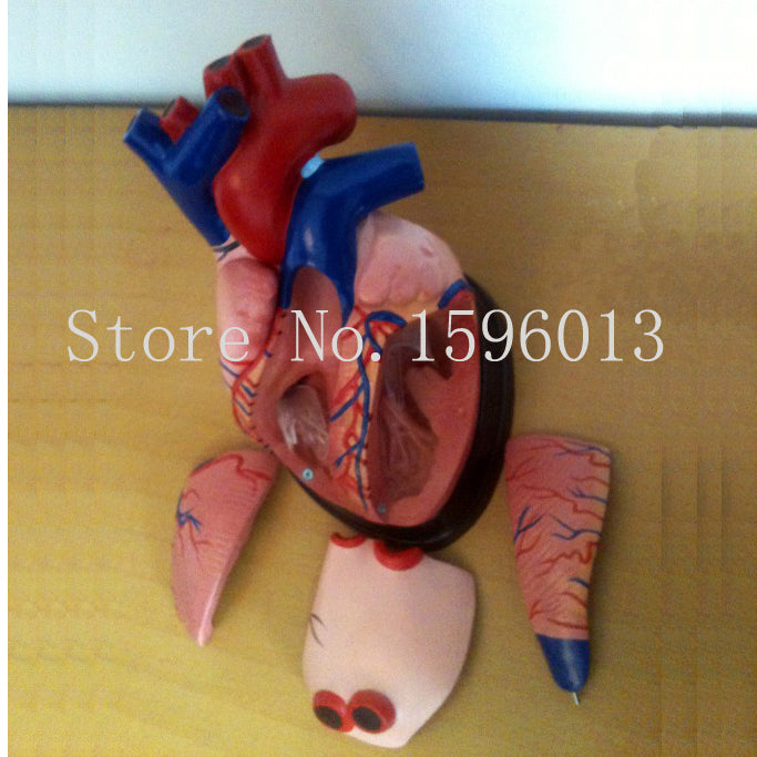 Medical Anatomy Heart Model 5 parts,  Middle Heart Model, 3 times enlarged heart model