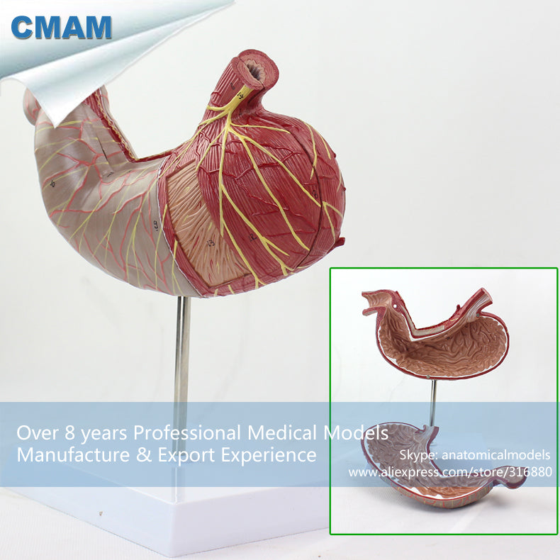 12535 CMAM-STOMACH02 Human Digestive System Model Medical Science Stomach Anatomy