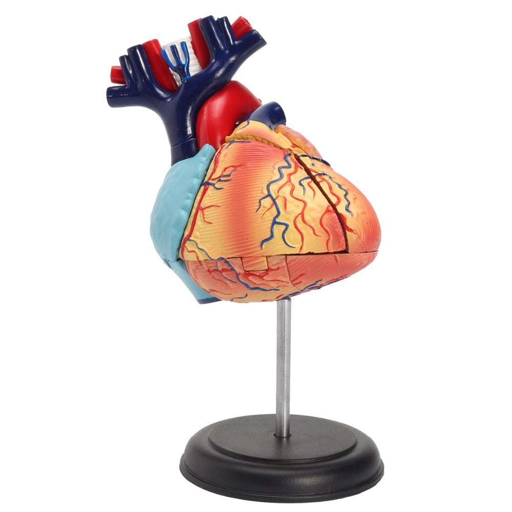 4D Disassembled Anatomical Human Heart Model Anatomy Medical Teaching Tool