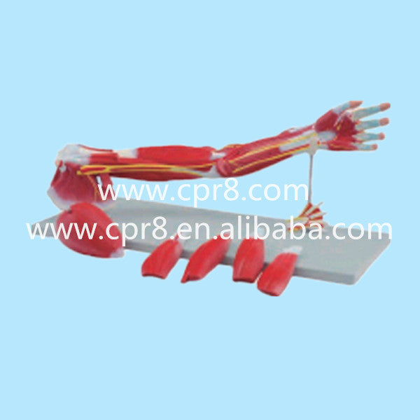 BIX-A1033 Upper Limbs Anatomical Model, Muscle Anatomy Model, Upper Limbs Model WBW438