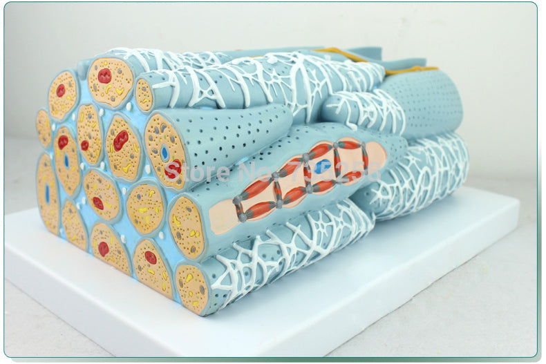 Myocardial Tissue Anatomy Model,Myocardial Cells,Myocardial Engineering Microscopic Model