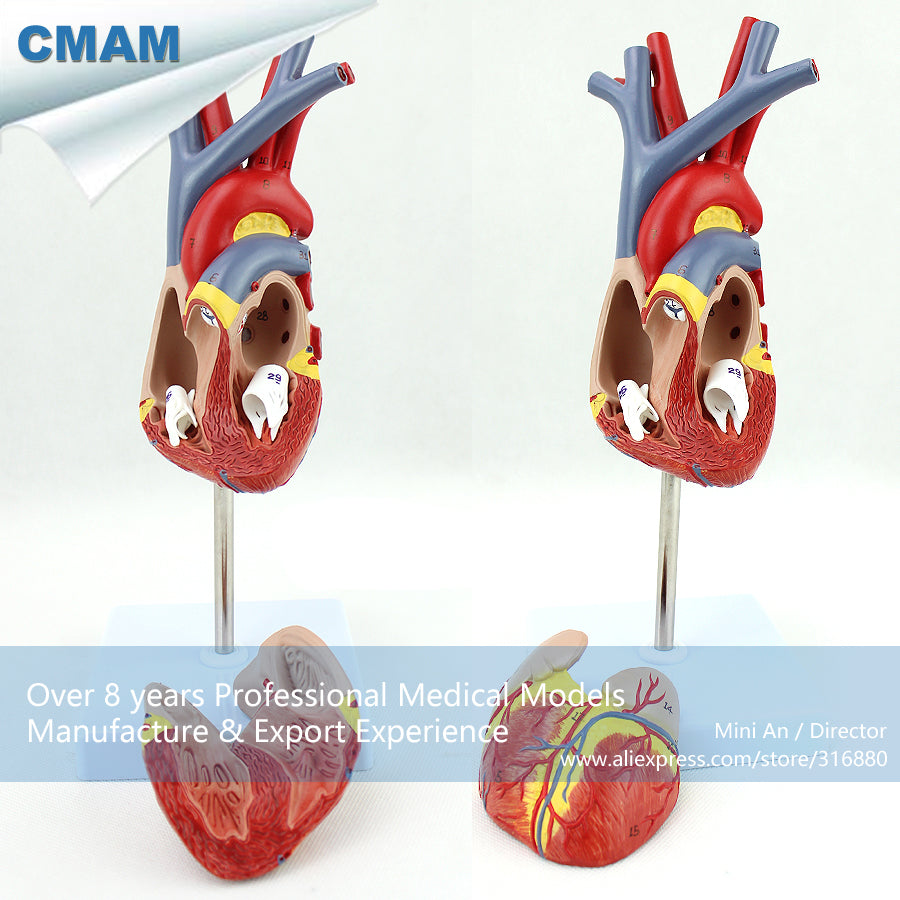 12478 CMAM-HEART02 Real Size Human Heart Anatomy Model in 2 Parts,  Medical Science Educational Teaching Anatomical Models