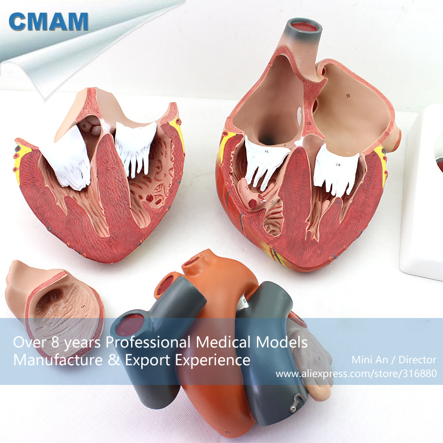 12487 CMAM-HEART11 Magnified Human Heart Anatomy Model, Medical Science Educational Teaching Anatomical Models