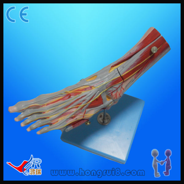 ISO Advanced Muscle of Foot with Main Vessels and Nerves, foot anatomy model