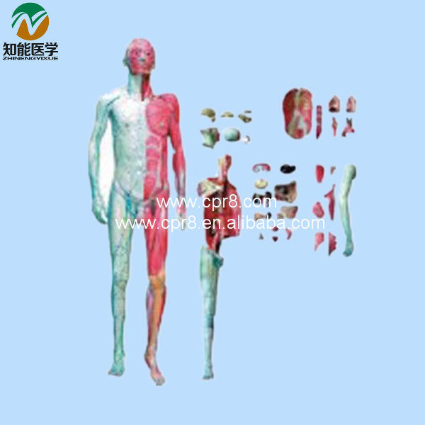 Human Body Anatomy Model(With Muscle And Inner Organ)   BIX-A1028 WBW303