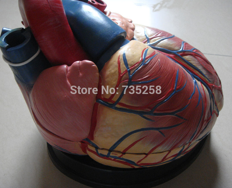 Heart Amplification Model,Human Heart Anatomy Model