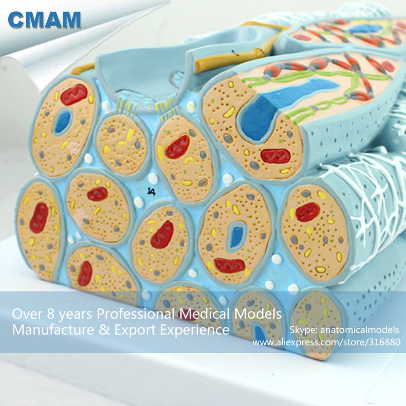 12491 CMAM-HEART15 Microscopic Cardiac Muscle Cell Enlarge Anatomy