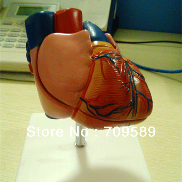 ISO Life-Size Anatomy Heart Model , Educational Heart model