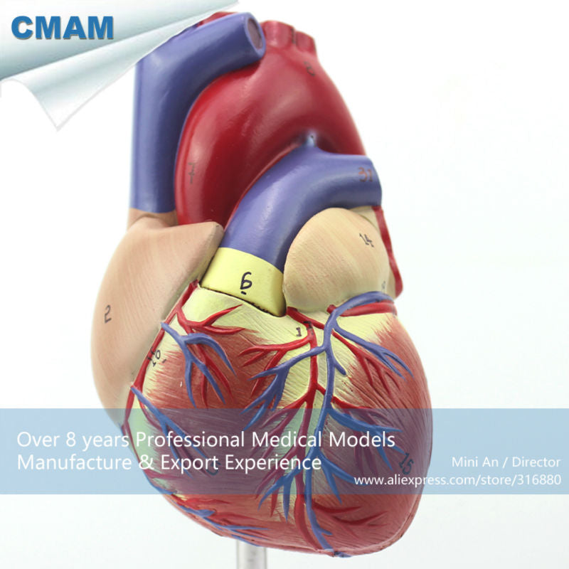 12479 CMAM-HEART03 Full Life-size Human Adult Heart Anatomy Model, 2 Parts, Anatomy Models > Heart Models