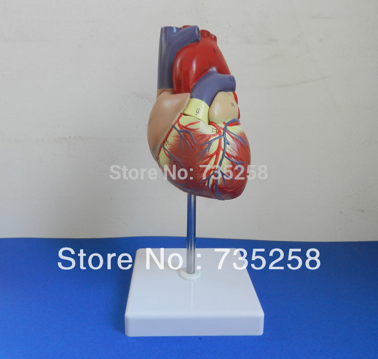 1:1 Simulation Model Of Cardiac Anatomy ,Human Heart Model