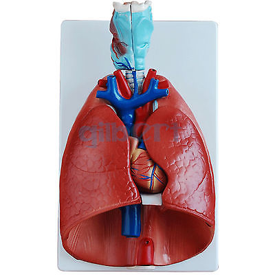 Human Larynx Heart and Lung Anatomical Model Medical Chest/Throat Anatomy